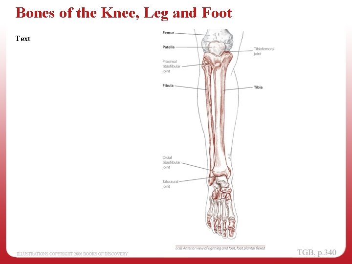 Bones of the Knee, Leg and Foot Text 