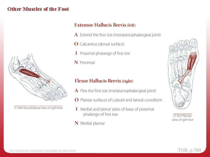 Other Muscles of the Foot 