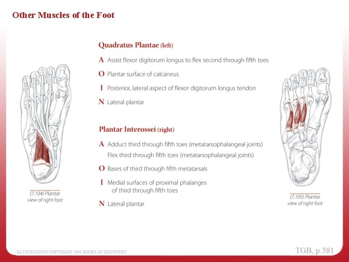 Other Muscles of the Foot 