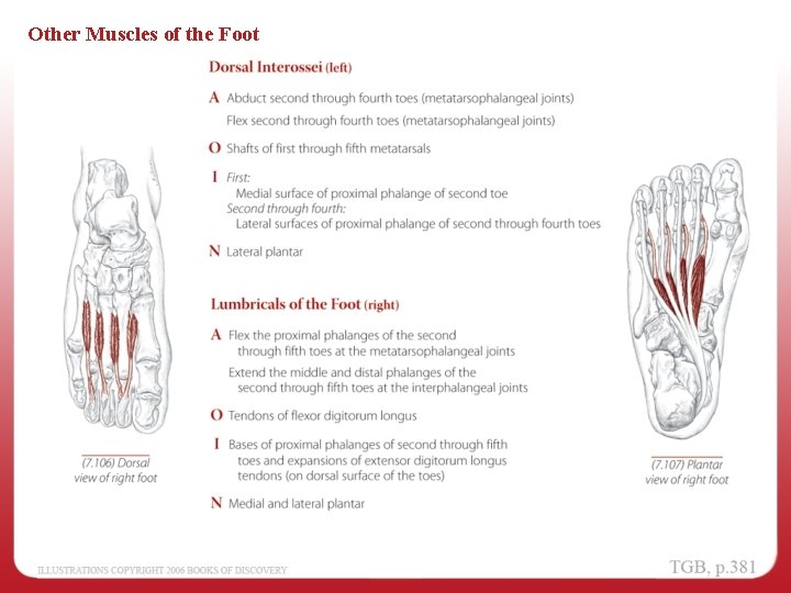 Other Muscles of the Foot 