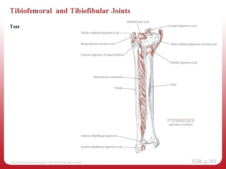 Tibiofemoral and Tibiofibular Joints Text 