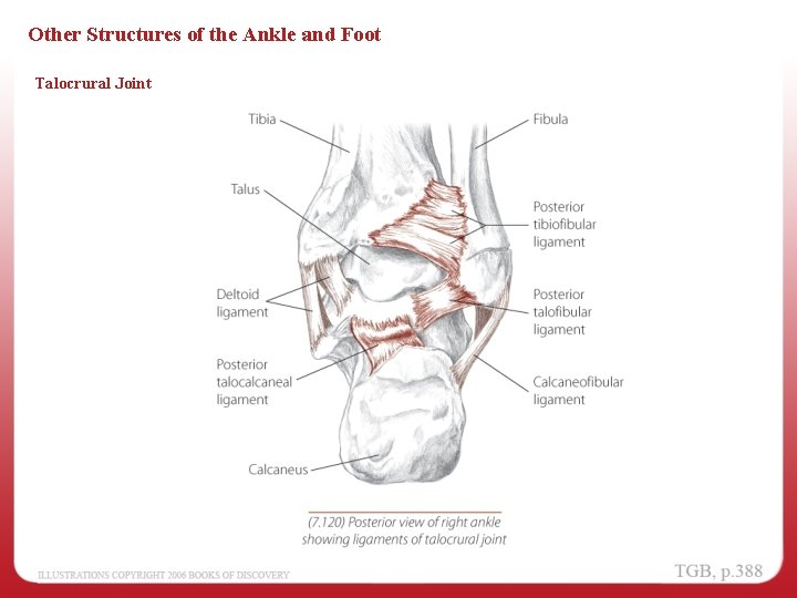 Other Structures of the Ankle and Foot Talocrural Joint 
