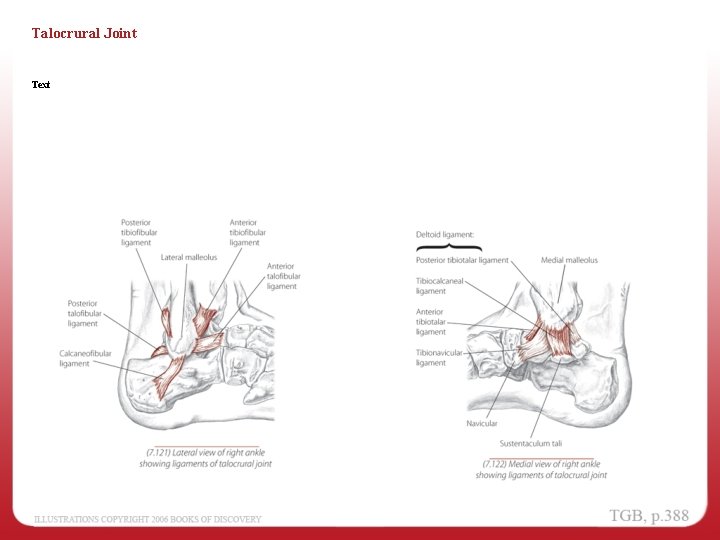 Talocrural Joint Text 