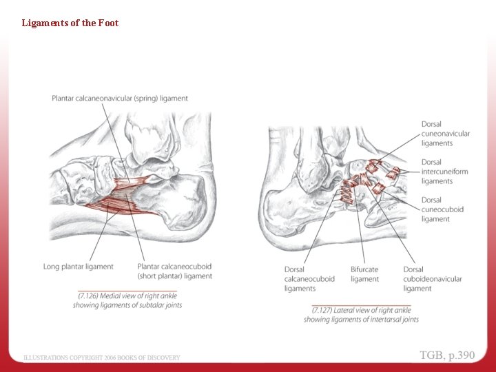 Ligaments of the Foot 