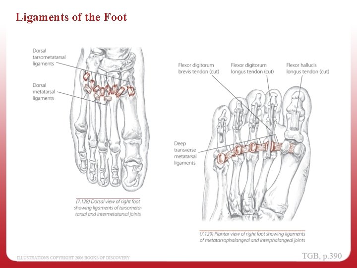 Ligaments of the Foot 