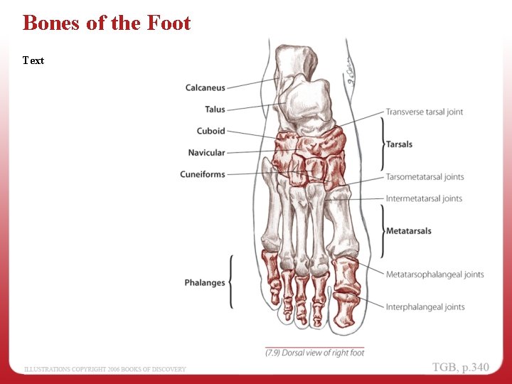 Bones of the Foot Text 