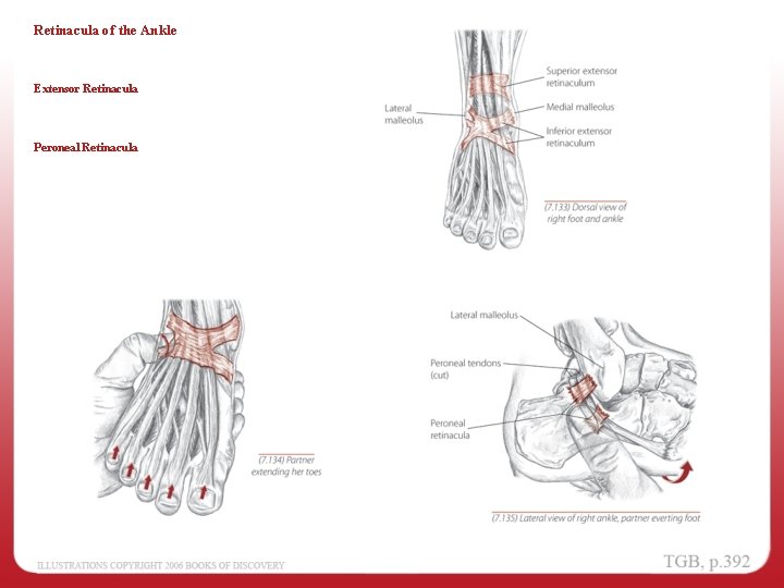 Retinacula of the Ankle Extensor Retinacula Peroneal Retinacula 