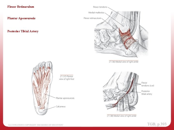 Flexor Retinaculum Plantar Aponeurosis Posterior Tibial Artery 