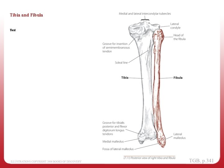 Tibia and Fibula Text 