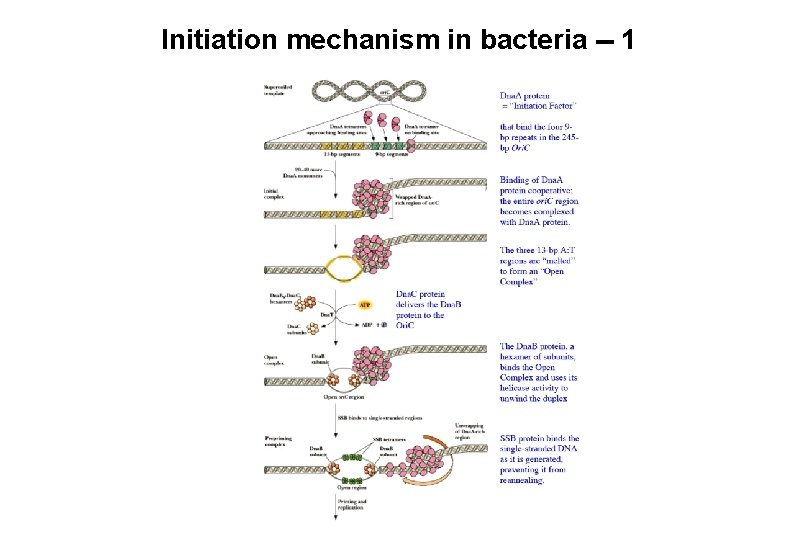 Initiation mechanism in bacteria -- 1 Initiation mechanism in bacteria -- 1