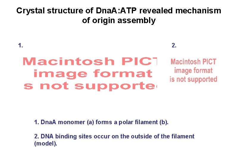 Crystal structure of Dna. A: ATP revealed mechanism of origin assembly 1. 2. 1. Crystal structure of Dna. A: ATP revealed mechanism of origin assembly 1. 2. 1.