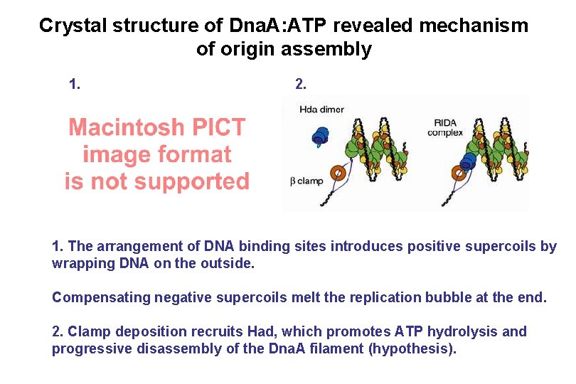 Crystal structure of Dna. A: ATP revealed mechanism of origin assembly 1. 2. 1. Crystal structure of Dna. A: ATP revealed mechanism of origin assembly 1. 2. 1.
