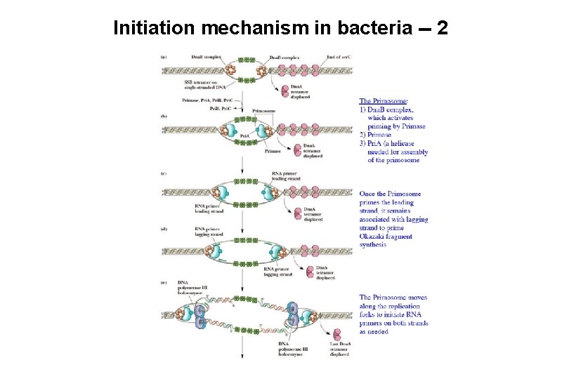 Initiation mechanism in bacteria -- 2 Initiation mechanism in bacteria -- 2