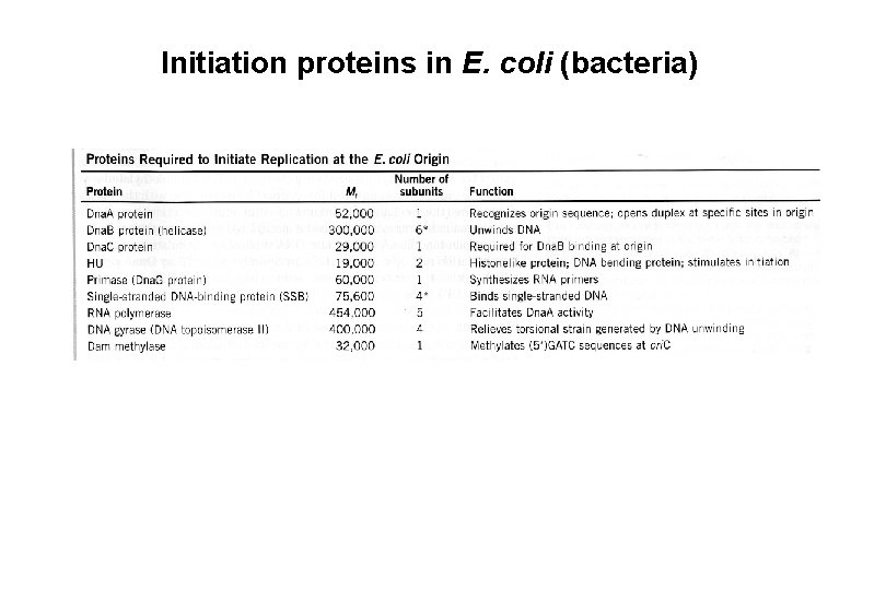 Initiation proteins in E. coli (bacteria) Initiation proteins in E. coli (bacteria)
