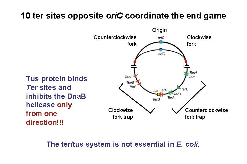 10 ter sites opposite ori. C coordinate the end game Origin Counterclockwise fork Tus 10 ter sites opposite ori. C coordinate the end game Origin Counterclockwise fork Tus