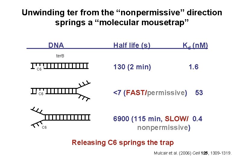 Unwinding ter from the “nonpermissive” direction springs a “molecular mousetrap” DNA Half life (s) Unwinding ter from the “nonpermissive” direction springs a “molecular mousetrap” DNA Half life (s)