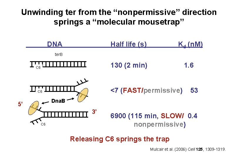 Unwinding ter from the “nonpermissive” direction springs a “molecular mousetrap” DNA Half life (s) Unwinding ter from the “nonpermissive” direction springs a “molecular mousetrap” DNA Half life (s)