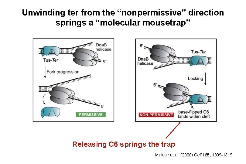 Unwinding ter from the “nonpermissive” direction springs a “molecular mousetrap” Releasing C 6 springs Unwinding ter from the “nonpermissive” direction springs a “molecular mousetrap” Releasing C 6 springs