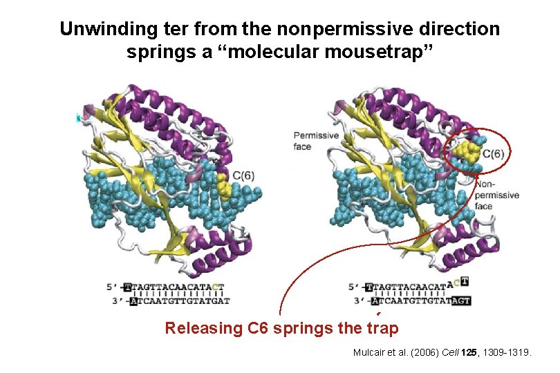 Unwinding ter from the nonpermissive direction springs a “molecular mousetrap” Releasing C 6 springs Unwinding ter from the nonpermissive direction springs a “molecular mousetrap” Releasing C 6 springs