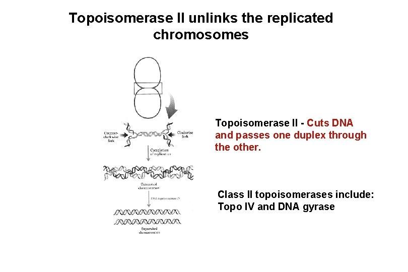Topoisomerase II unlinks the replicated chromosomes Topoisomerase II - Cuts DNA and passes one Topoisomerase II unlinks the replicated chromosomes Topoisomerase II - Cuts DNA and passes one