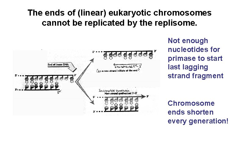 The ends of (linear) eukaryotic chromosomes cannot be replicated by the replisome. Not enough The ends of (linear) eukaryotic chromosomes cannot be replicated by the replisome. Not enough