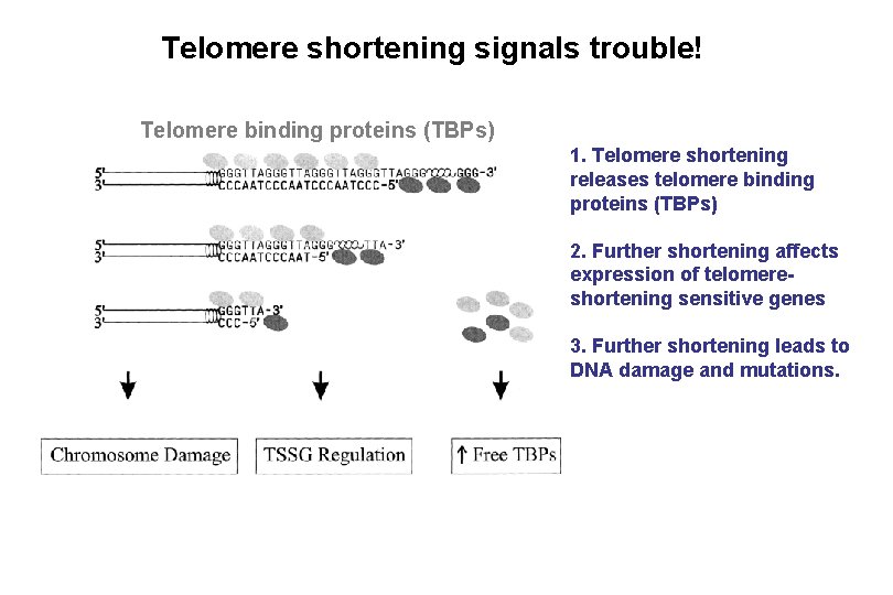 Telomere shortening signals trouble! Telomere binding proteins (TBPs) 1. Telomere shortening releases telomere binding Telomere shortening signals trouble! Telomere binding proteins (TBPs) 1. Telomere shortening releases telomere binding
