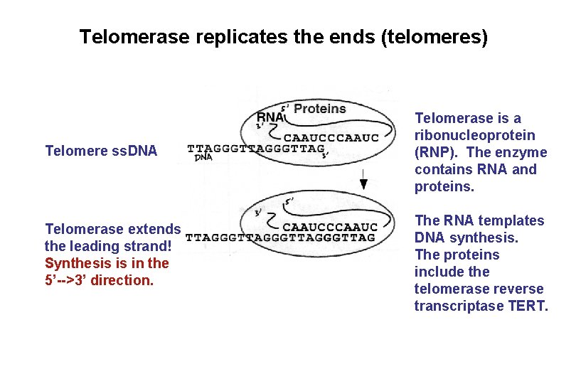 Telomerase replicates the ends (telomeres) Telomere ss. DNA Telomerase extends the leading strand! Synthesis Telomerase replicates the ends (telomeres) Telomere ss. DNA Telomerase extends the leading strand! Synthesis