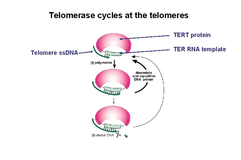 Telomerase cycles at the telomeres TERT protein Telomere ss. DNA TER RNA template Telomerase cycles at the telomeres TERT protein Telomere ss. DNA TER RNA template