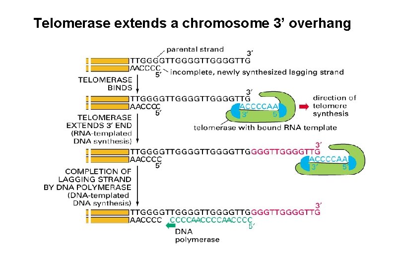 Telomerase extends a chromosome 3’ overhang Telomerase extends a chromosome 3’ overhang
