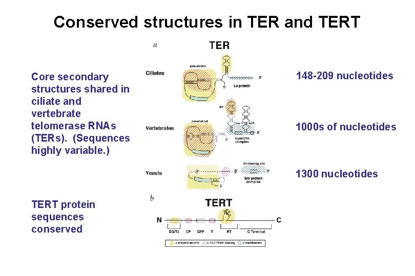 Conserved structures in TER and TERT Core secondary structures shared in ciliate and vertebrate Conserved structures in TER and TERT Core secondary structures shared in ciliate and vertebrate