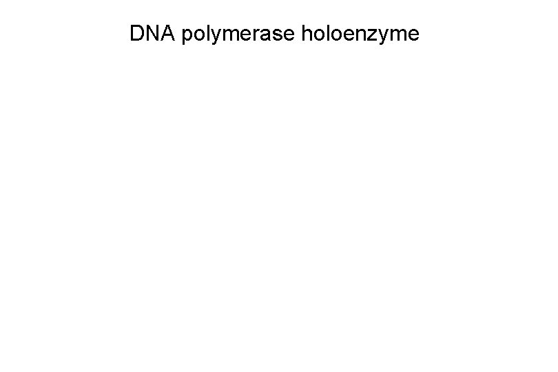 DNA polymerase holoenzyme DNA polymerase holoenzyme