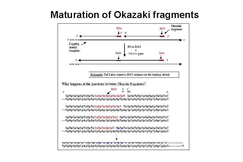 Maturation of Okazaki fragments Maturation of Okazaki fragments