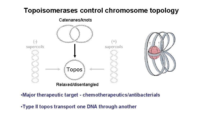Topoisomerases control chromosome topology Catenanes/knots Topos Relaxed/disentangled • Major therapeutic target - chemotherapeutics/antibacterials • Topoisomerases control chromosome topology Catenanes/knots Topos Relaxed/disentangled • Major therapeutic target - chemotherapeutics/antibacterials •