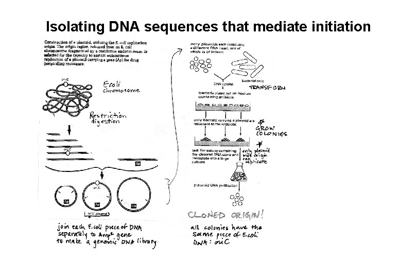 Isolating DNA sequences that mediate initiation Isolating DNA sequences that mediate initiation