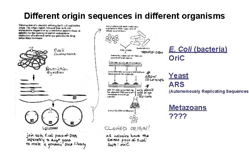 Different origin sequences in different organisms E. Coli (bacteria) Ori. C Yeast ARS (Autonomously Different origin sequences in different organisms E. Coli (bacteria) Ori. C Yeast ARS (Autonomously