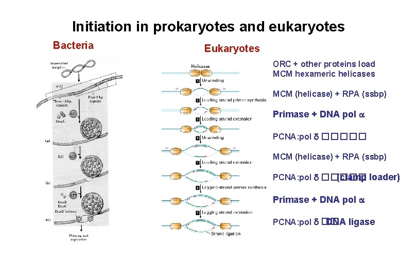Initiation in prokaryotes and eukaryotes Bacteria Eukaryotes ORC + other proteins load MCM hexameric Initiation in prokaryotes and eukaryotes Bacteria Eukaryotes ORC + other proteins load MCM hexameric