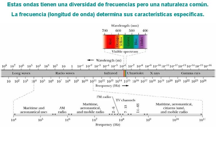 Estas ondas tienen una diversidad de frecuencias pero una naturaleza común. La frecuencia (longitud