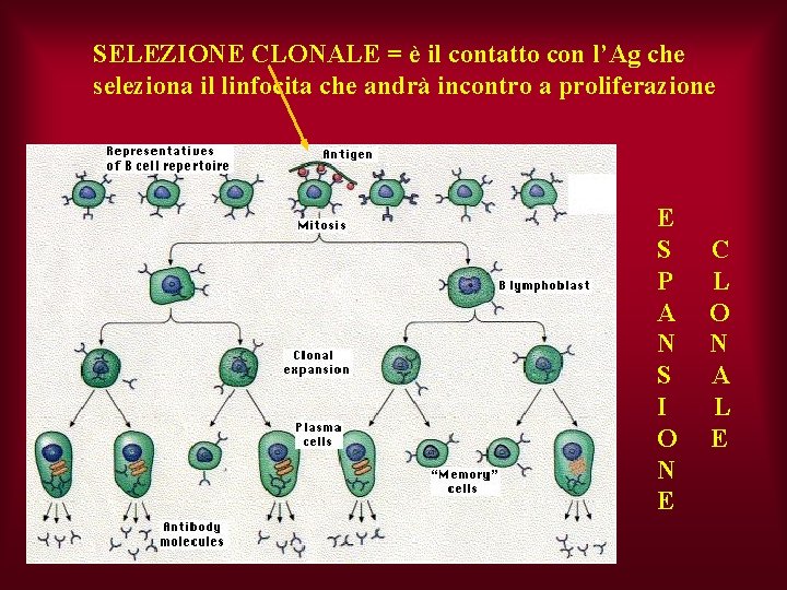 SELEZIONE CLONALE = è il contatto con l’Ag che seleziona il linfocita che andrà