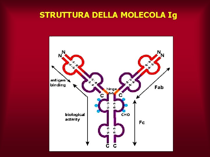 STRUTTURA DELLA MOLECOLA Ig 