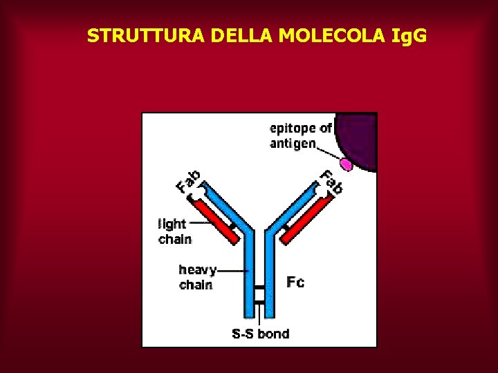 STRUTTURA DELLA MOLECOLA Ig. G 