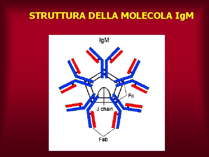 STRUTTURA DELLA MOLECOLA Ig. M 