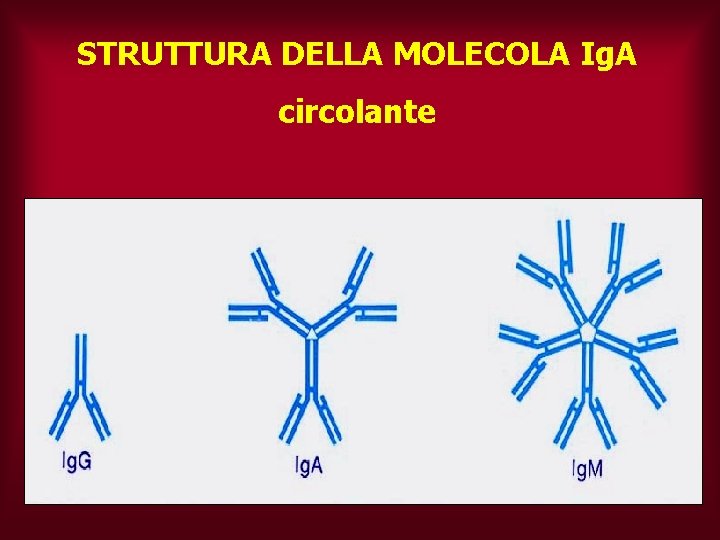 STRUTTURA DELLA MOLECOLA Ig. A circolante 