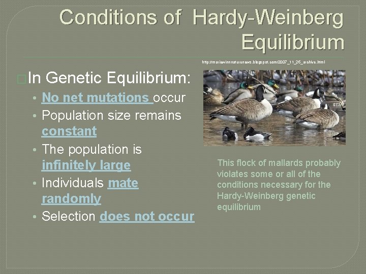 Conditions of Hardy-Weinberg Equilibrium http: //mariewinnnaturenews. blogspot. com/2007_11_25_archive. html �In Genetic Equilibrium: • No