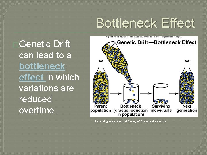 Bottleneck Effect �Genetic Drift can lead to a bottleneck effect in which variations are