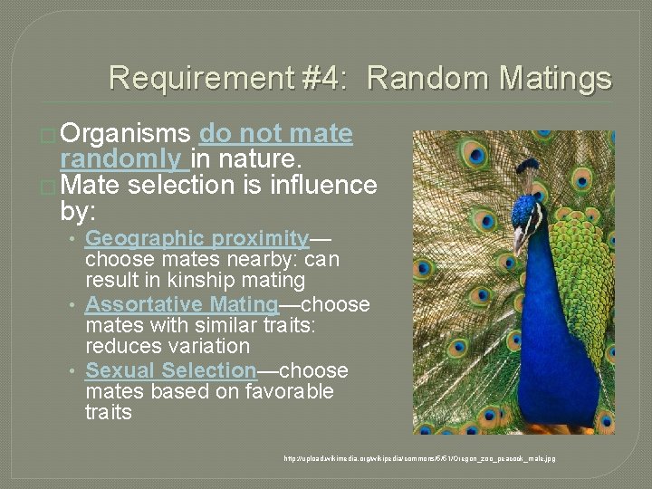 Requirement #4: Random Matings � Organisms do not mate randomly in nature. � Mate