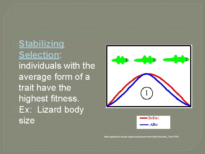 �Stabilizing Selection: individuals with the average form of a trait have the highest fitness.