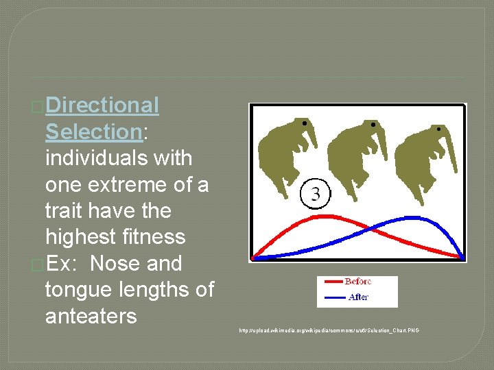 �Directional Selection: individuals with one extreme of a trait have the highest fitness �Ex: