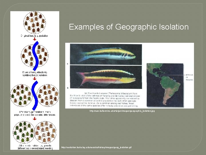 Examples of Geographic Isolation http: //cas. bellarmine. edu/tietjen/images/geographic_isolation. jpg http: //evolution. berkeley. edu/evosite/history/images/geog_isolation. gif