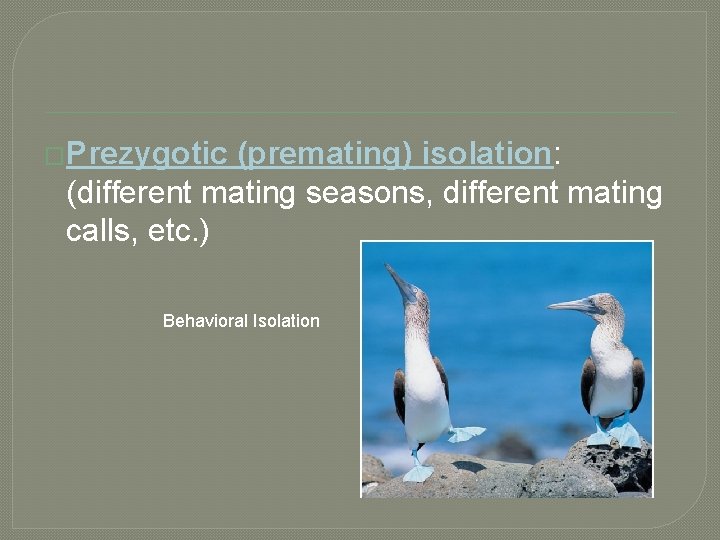 �Prezygotic (premating) isolation: (different mating seasons, different mating calls, etc. ) Behavioral Isolation 