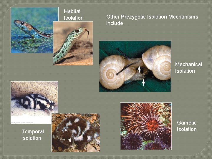 Habitat Isolation Other Prezygotic Isolation Mechanisms include Mechanical Isolation Temporal Isolation Gametic Isolation 